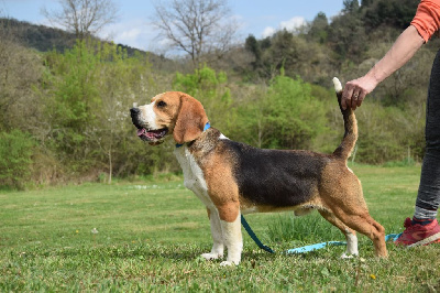 Les chiots de Beagle