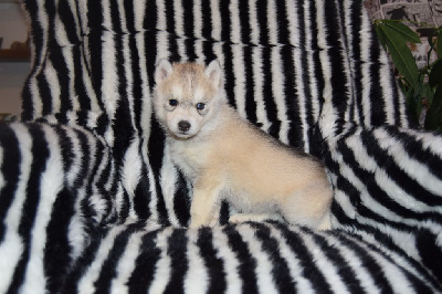 Les chiots de Siberian Husky