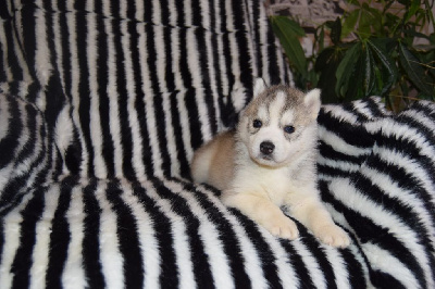 Les chiots de Siberian Husky