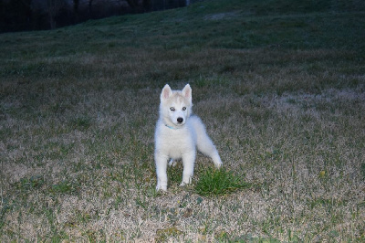 Les chiots de Siberian Husky