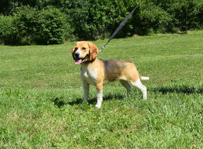 Les chiots de Beagle