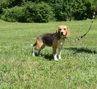Les chiots de Beagle