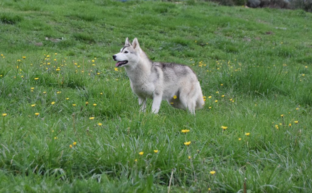 Femelle sans collier
