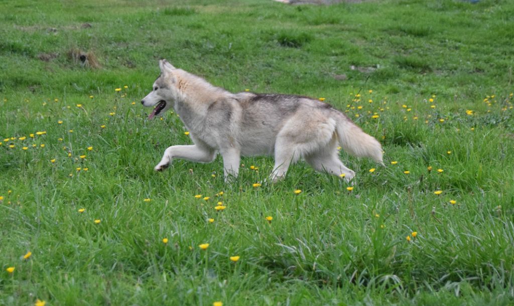 Femelle sans collier