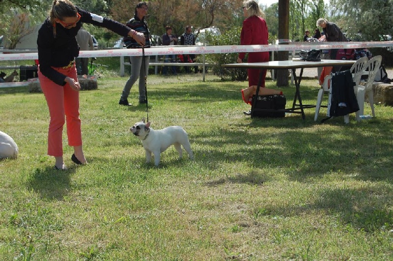 Illésime Bcbg Belle Carrure Belle Gueule - Excellent