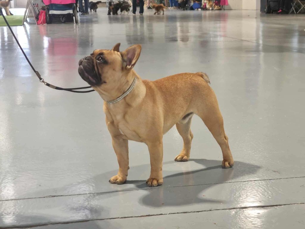 Air force one de l'Empire des Hellls - CACS Jeune 1 Er Excellent