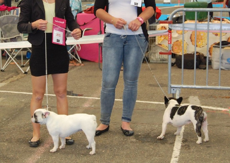 Illésime Bcbg Belle Carrure Belle Gueule - Excellent