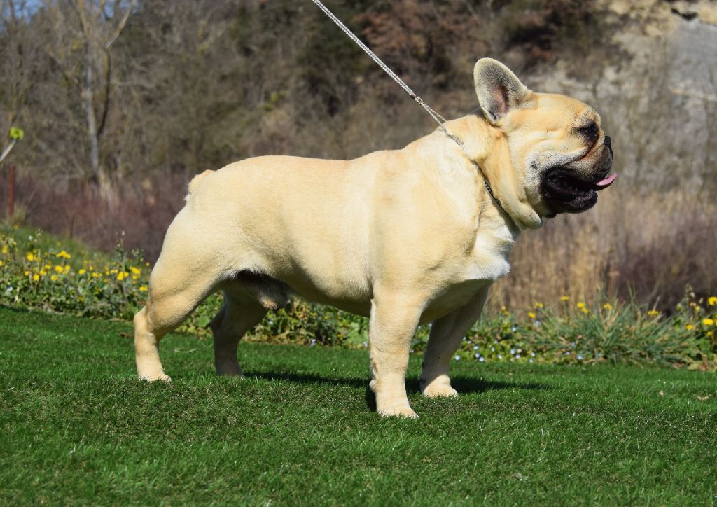 Raide dingue de toi Bcbg Belle Carrure Belle Gueule - 3 ème Très Bon