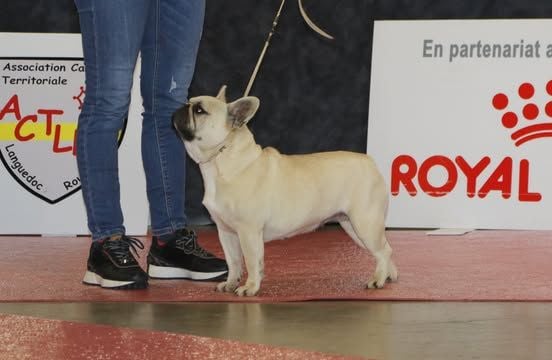 Tiramisu Bcbg Belle Carrure Belle Gueule - 3ème Excellent