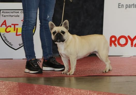 Tiramisu Bcbg Belle Carrure Belle Gueule - 3ème Très Bon