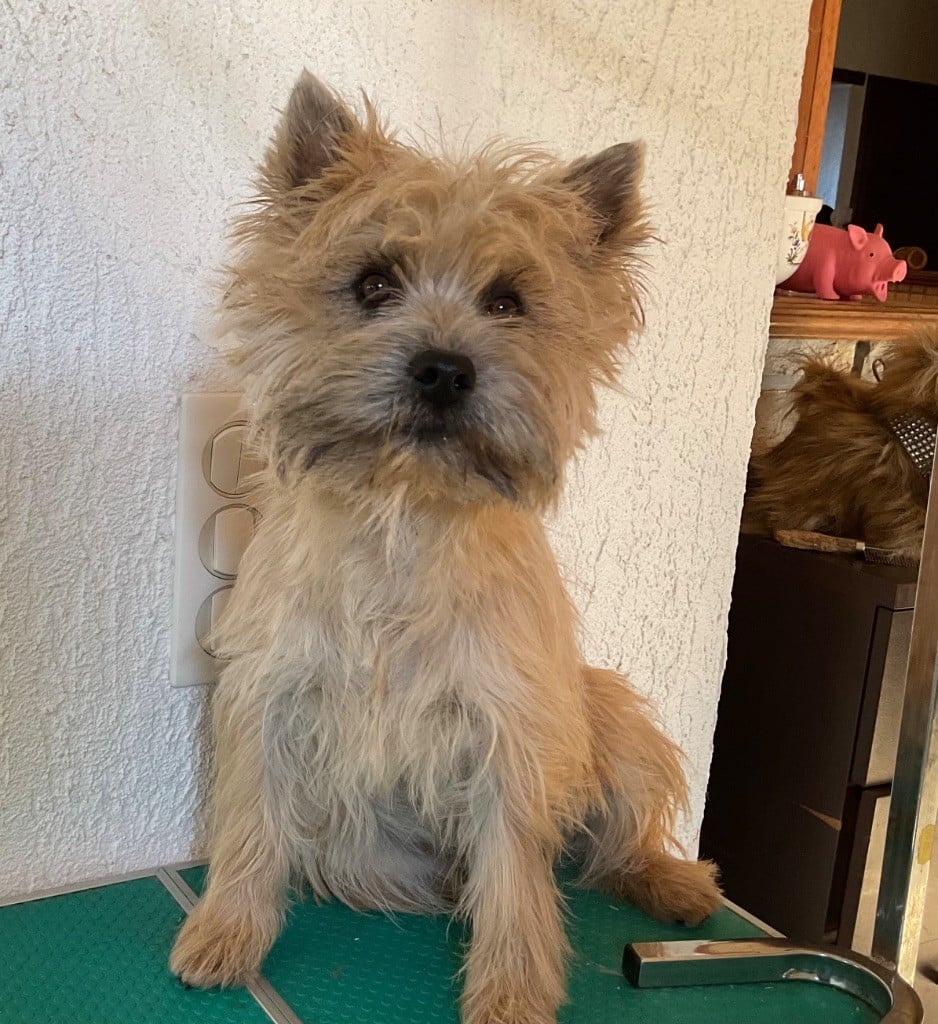 Valentino Du hameau des landes