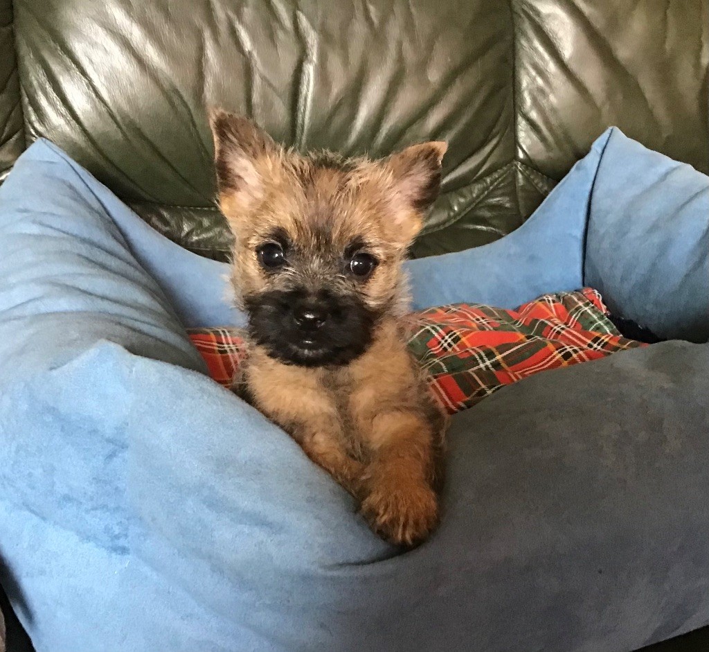 Cairn Terrier - Du hameau des landes