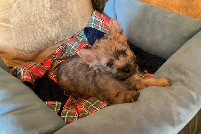 Les chiots de Cairn Terrier