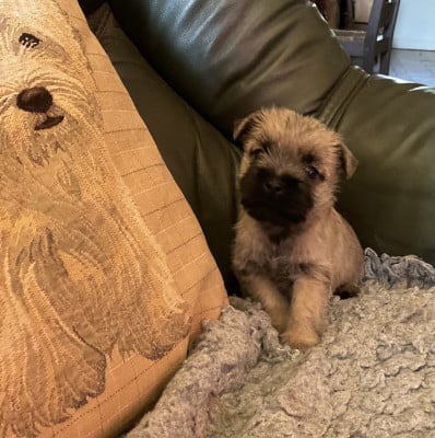 Les chiots de Cairn Terrier