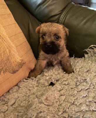 Les chiots de Cairn Terrier