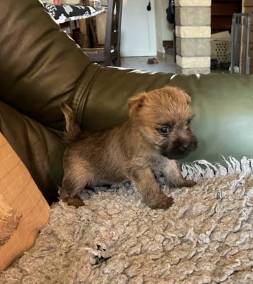 Les chiots de Cairn Terrier