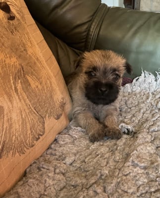 Cairn Terrier