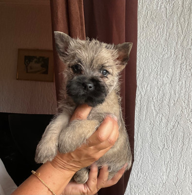 Les chiots de Cairn Terrier