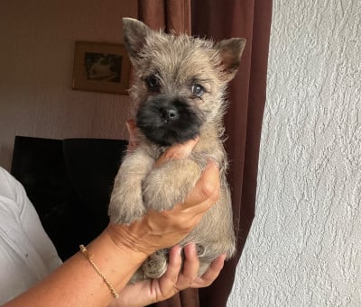 Les chiots de Cairn Terrier