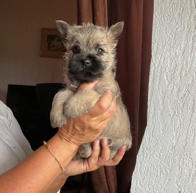 Les chiots de Cairn Terrier
