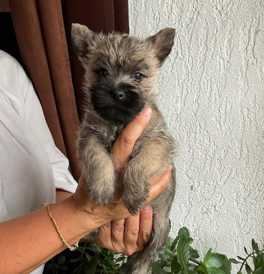 Les chiots de Cairn Terrier