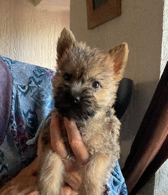 Les chiots de Cairn Terrier