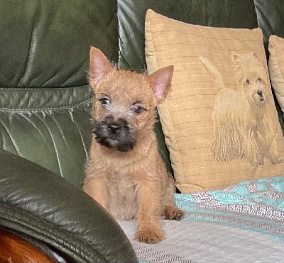 Les chiots de Cairn Terrier