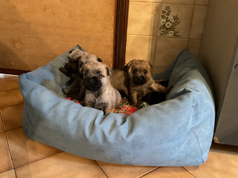 Cairn Terrier - Du hameau des landes
