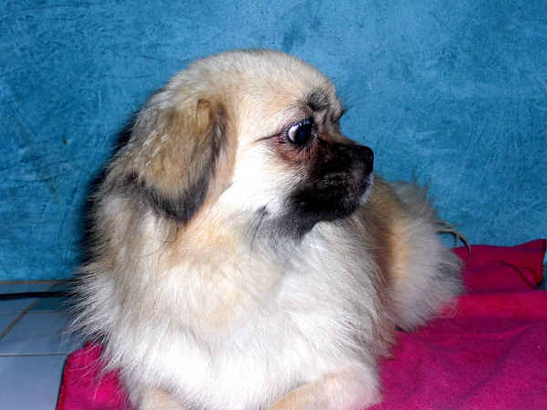 Publication : des loges de st-martin Auteur : Dominique MARTIN