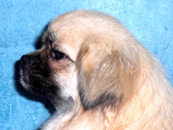 Publication : des loges de st-martin Auteur : Dominique MARTIN