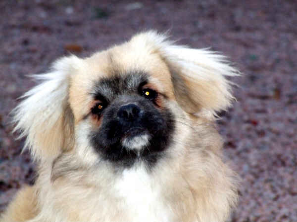 Publication : des loges de st-martin Auteur : Dominique MARTIN