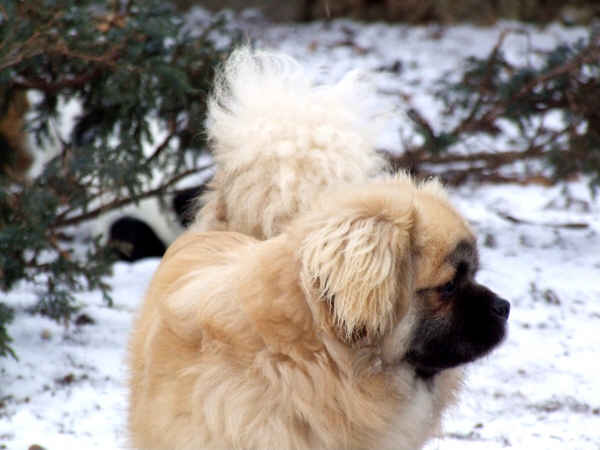 Publication : des loges de st-martin Auteur : Dominique MARTIN