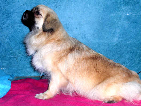 Publication : des loges de st-martin Auteur : Dominique MARTIN