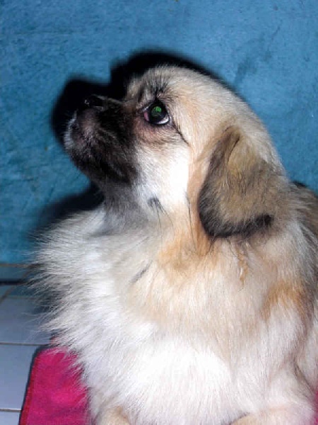 Publication : des loges de st-martin Auteur : Dominique MARTIN