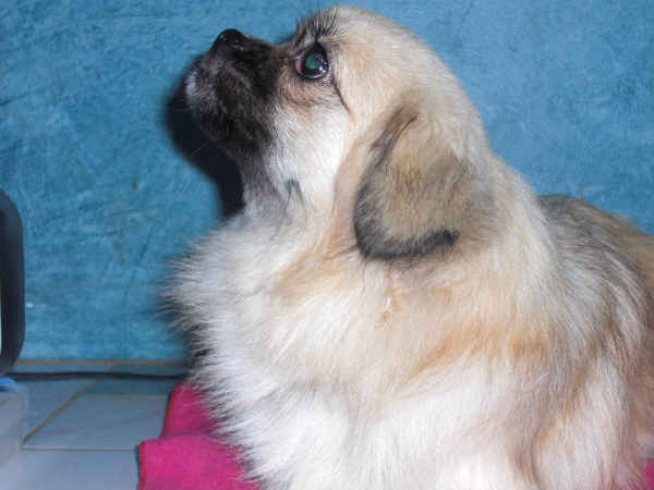 Publication : des loges de st-martin Auteur : Dominique MARTIN