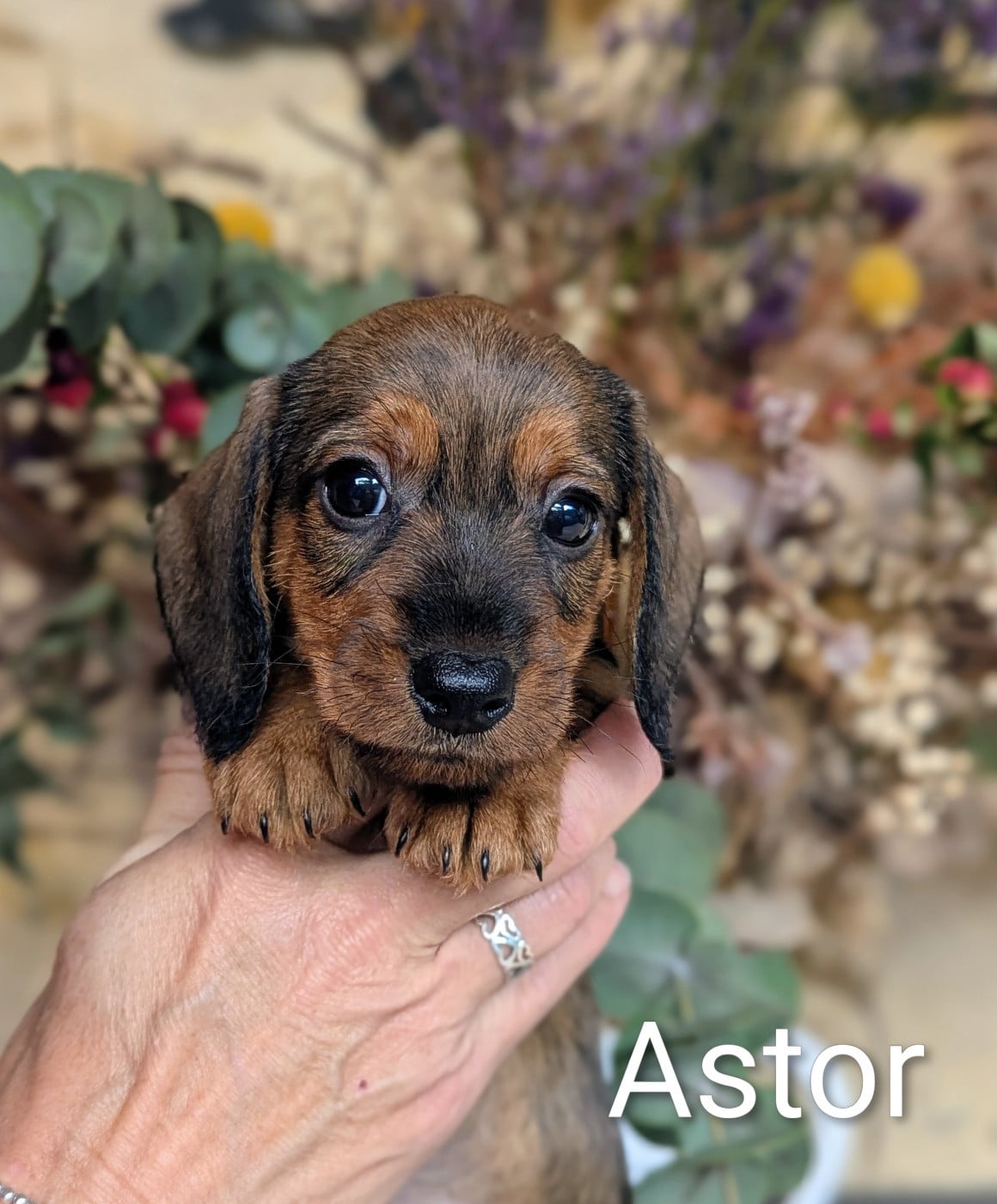 Mâle nain Fauve ASTOR