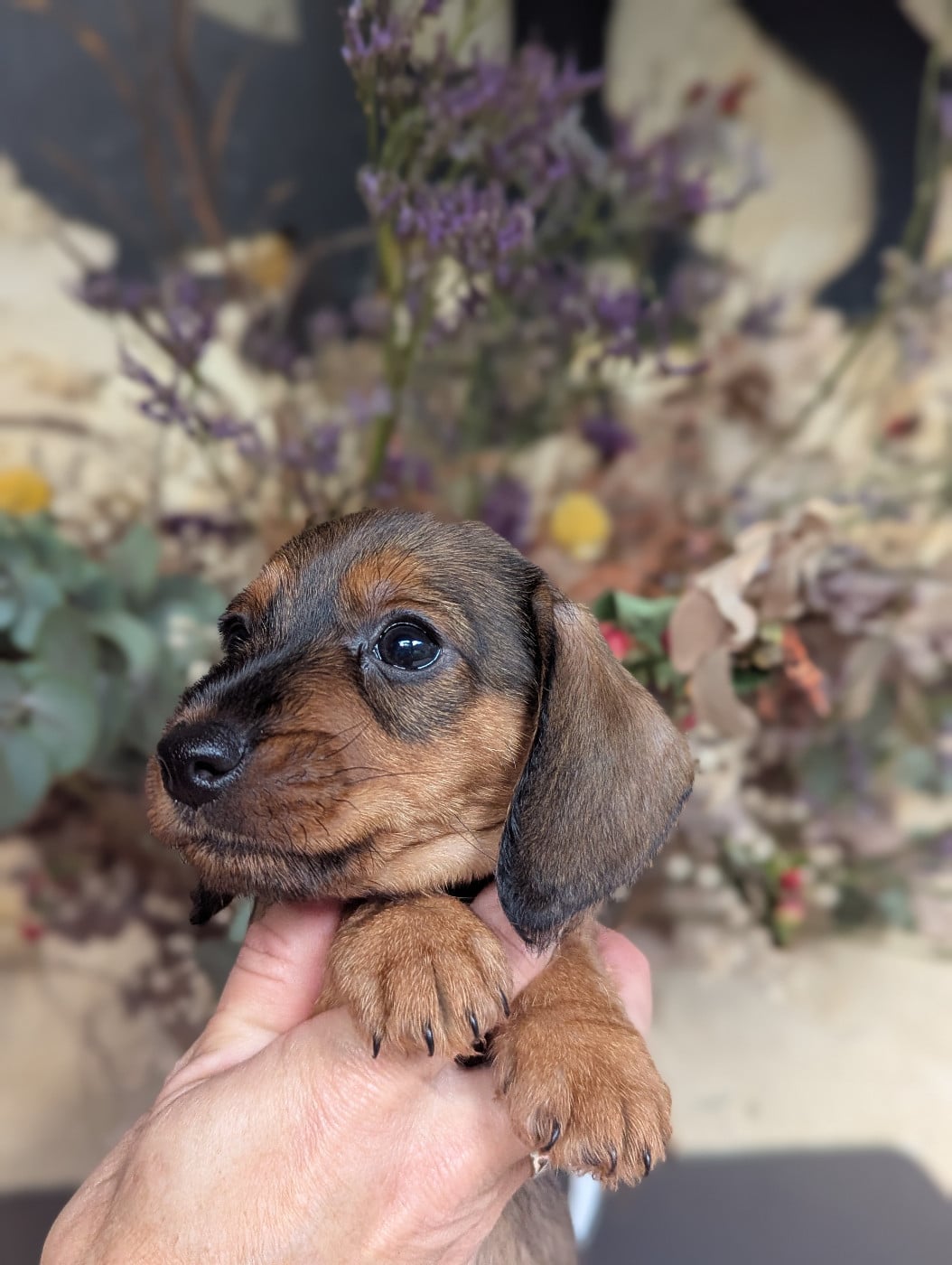 Mâle nain Fauve ASTOR