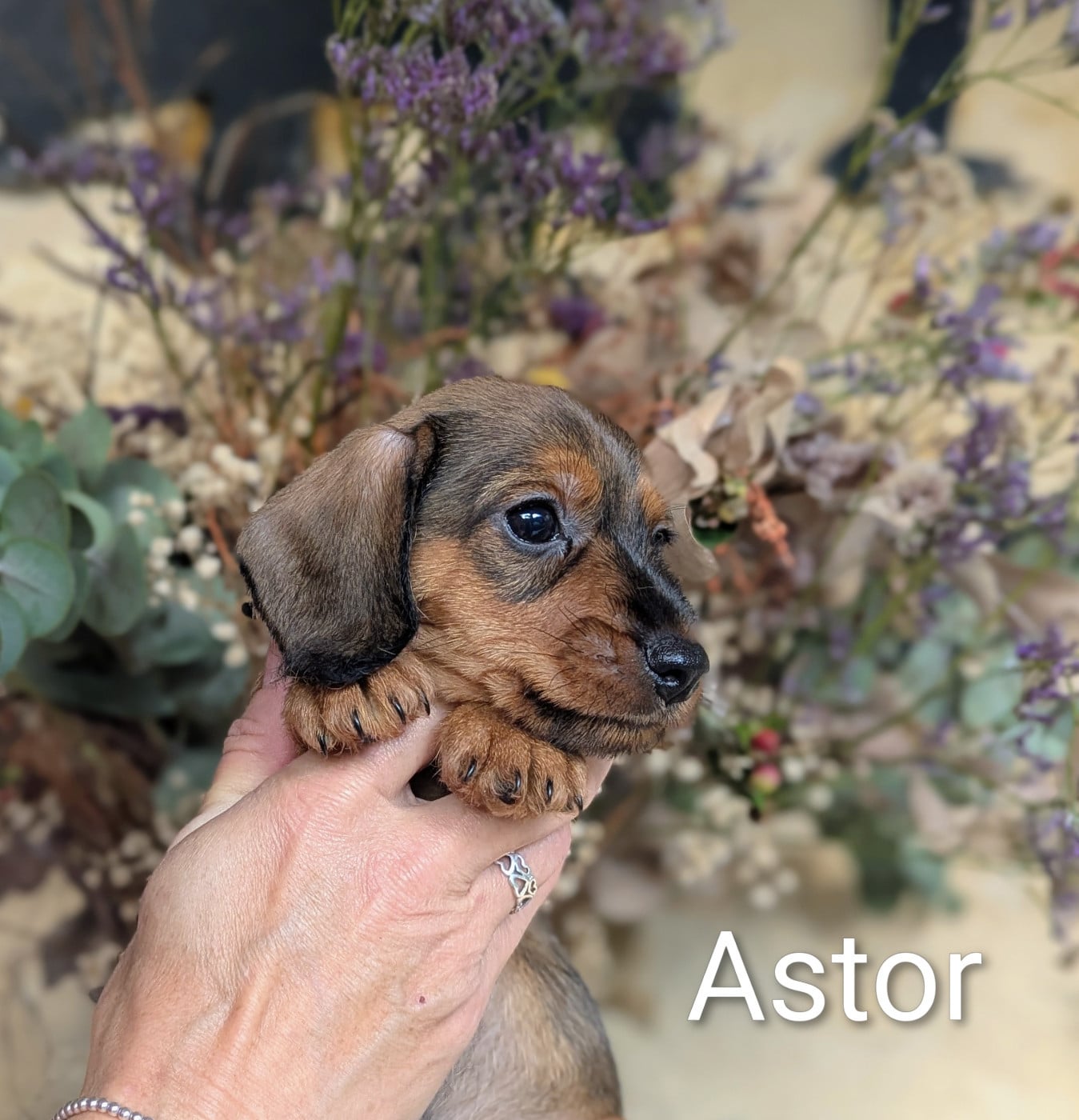 Mâle nain Fauve ASTOR