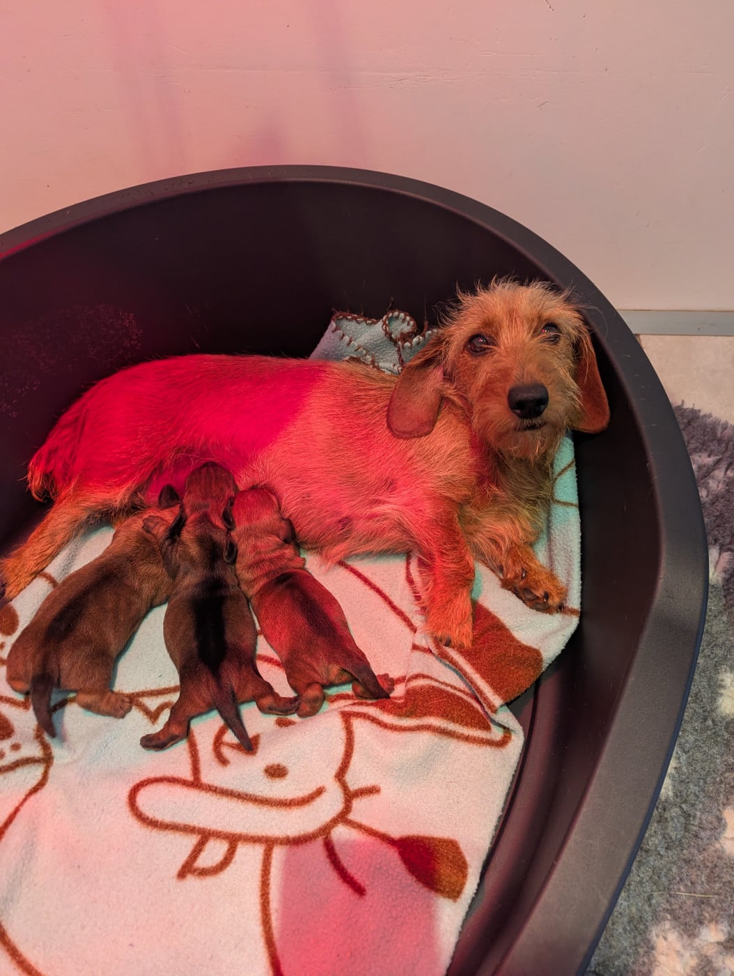 Chiot N°1 - Teckel poil dur