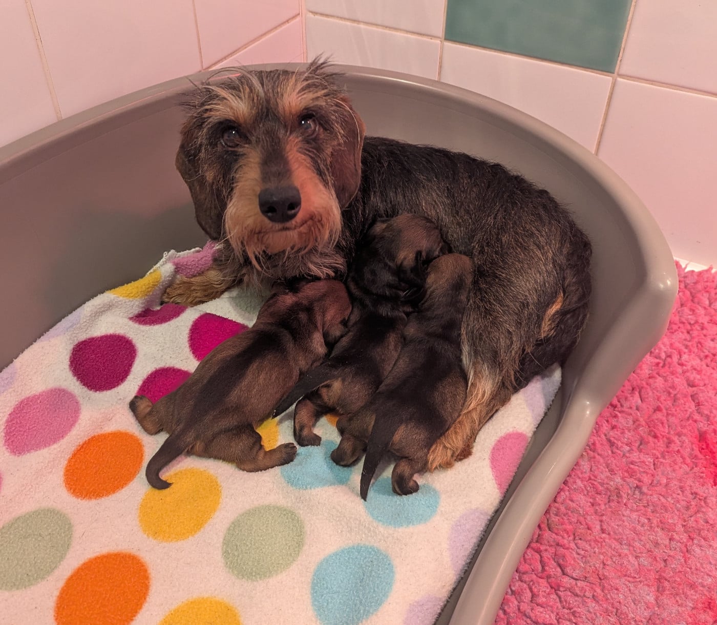 CHIOT 3 - Teckel poil dur