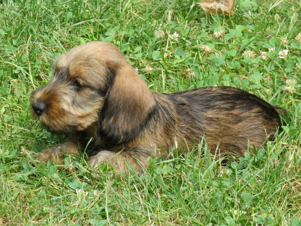 Chiot Elevage de Bellemanie eleveur de chiens Teckel poil dur