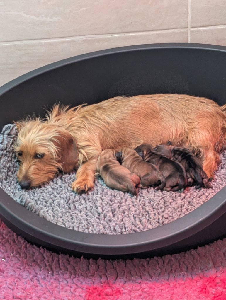 Teckel poil dur - de Bellemanie