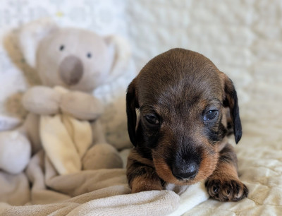 Les chiots de Teckel poil dur