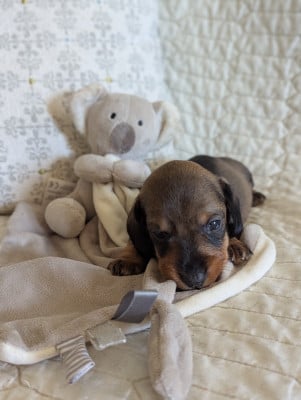 Les chiots de Teckel poil dur