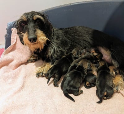 Les chiots de Teckel poil dur