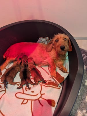 Les chiots de Teckel poil dur