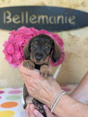 Les chiots de Teckel poil dur