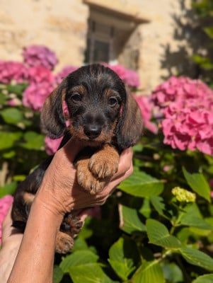 Les chiots de Teckel poil dur