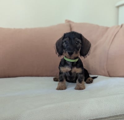 Les chiots de Teckel poil dur