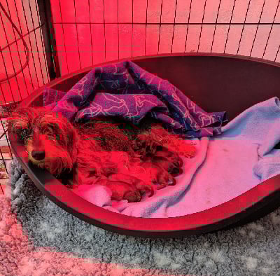 Les chiots de Teckel poil dur